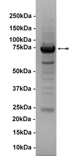 Eurofins DiscoverX Bmx Protein, Active 250 &mu;g | Buy Online | Eurofins DiscoverX | Fisher Scientific